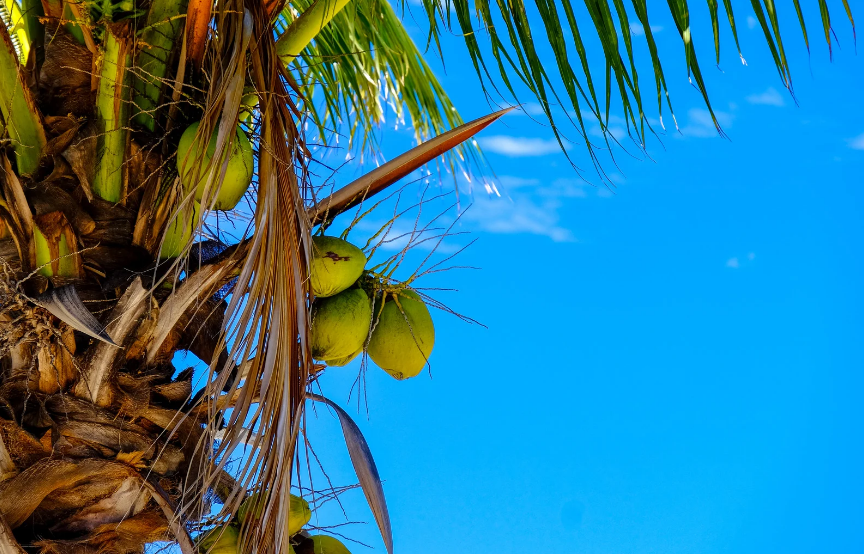 advantages of coconut oil for hair